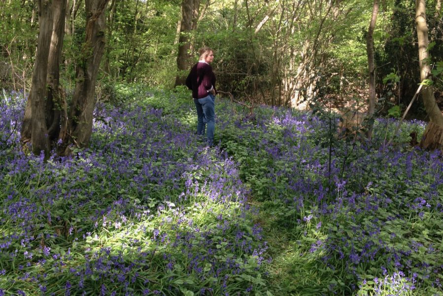 Bluebells in the The Holt woods